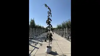 Blutbuche | Fagus sylvatica 'Purple Fountain'