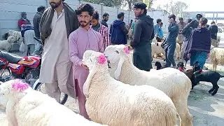 Live deal jackmabadi chatri Lahore Mandi lat ka Mal Sindhi Mundra desi Mundra Sajjad Lahori shoq