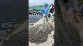 proses parsial tambak udang vanamie