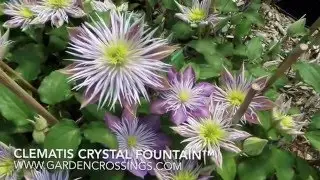 Clematis Crystal Fountain&trade;