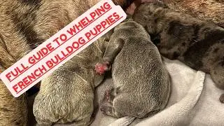 WHELPING FRENCH BULLDOG PUPPIES FULL GUIDE 4k