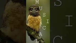 No Secrets🎧 - GoSoundtrack🎵 (No Copyright Music)🎶