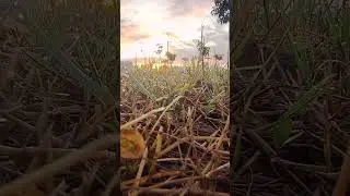 &ldquo;Take a deep breath&hellip; nature is talking.&rdquo; #asmr #naturesounds #dawnambience #mindrelax #morning