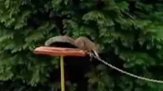 Carling Black Label - Mission Impossible (squirrel)