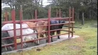 Cow Wash