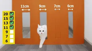 Funny Cat Vs Reducing Passage | Part 2