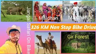 Sasan Gir Forest Safari Gujarat !