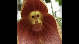 &ldquo;Monkey Face Orchid: One of the Strangest Orchids in the World&rdquo;