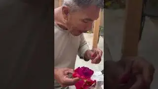 Bong General Eating Dragon Fruits at his backyard
