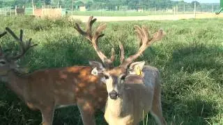 Whitetail Dreams White54 - Timberjack MartyGraw Yearling - 8-5-09