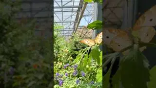 Arizona Trip | Day 1 | Hash Kitchen and Butterfly Wonderland #minivlog #minitravelvlog #arizona