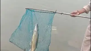 Fishing in Dams of Pakistan | Big Fish Catching in Reservoirs | Traditional & Net Fishing