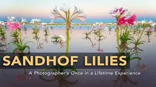 Sandhof Lilies: Photographing one of the rarest events in Namibia | Landscape Photography