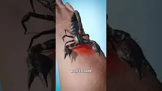 What happens when a scorpion bites 😳 #shorts #facts