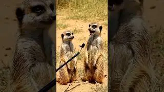 Meerkat Street Interview 😂 |Flying Cool Nahi Hai | #shorts