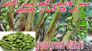 green cardamom elaichiسبز الائچی grow krnay ka perfect tareeka