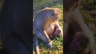 Adorable Baby Monkey Just Born Moment