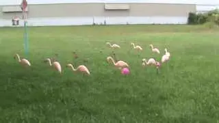 Third Flamingo Display of the year 2013 during the Day.  Part 4
