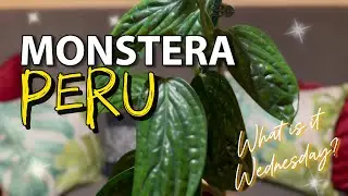 MONSTERA PERU CARE | Houseplant Tips | How to PLANT Propagation