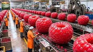 How a Raspberry Factory Works  Sorting to Dessert Packaging Full Process