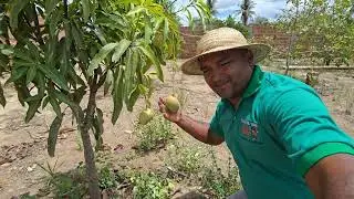 COLHEITA E MUITA FARTURA NO SÍTIO PRODUTIVO E NOVIDADES