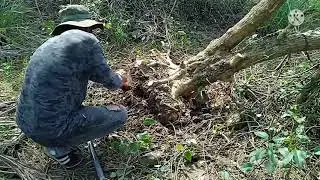 Bonsai Hunting/XXL Argao local