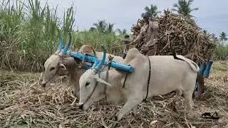 Bullock | Bullockcart racing video | Bullockcart heavy load sugarcane farmers | stunt  | cowvideos