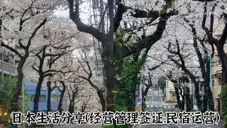 日本4月樱花季 新一年度（学年、工作、事业）的开始 日本旅游签证手续简化 日本日本生活直播分享