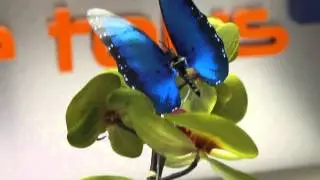 Moving Butterfly - Blue Morpho