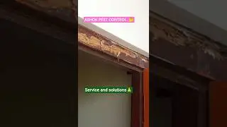 #termites#wood#my home termitecontrol#home pest control#pestmanagement #viral shorts#pest