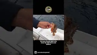How to Handle Sculpins & what NOT to do! Part 1 ⚠️ #fishing #shorts