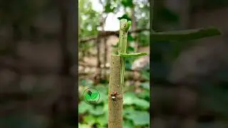 Plant grafting techniques for mulberry | Grafting plants in summer #planttok #agriculture #bonsai