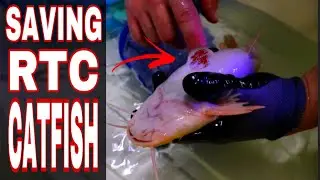 REDTAIL CATFISH SWALLOWED AND AIR STONE!!! WE DIDN'T HAVE MUCH TIME TO SAVE HIM
