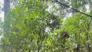 Exploring the Heart of Hunua Ranges Forest