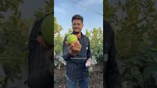 Jumbo Guava Farming 👨&zwj;🌾🌱❤#ravirajsabalepatil #agriculture #agrifarminglife #farming #farm #farmer