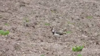 Colour Ringing Lapwing