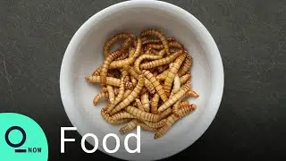 Can Insects Be Our New Protein?