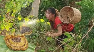 Found Bees in forest for survival food - Easy bee and Honey picking for dinner