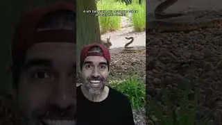 COELHINHA ENFRENTANDO COBRA PARA SALVAR FILHOTES | Pidobiologia #shorts