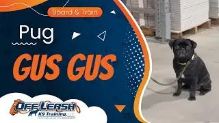  Pug Gus Gus ~ Best Pug Trainers ~ Off Leash K9 Training Phoenix
