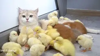 Mom cat is the mother of kittens, ducklings and chicks  She is so happy to be and take care of them