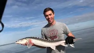 Sturgeon Fishing In The California Delta