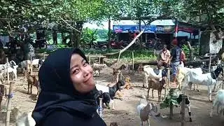update terbaru, pasar mojo menjelang tahun baru kambing full pembeli sepi, MAS CANDRA,py bonak 5jt