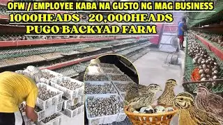 OFW / EMPLOYEE KABA! PUGO BACKYARD FARM MAGANDANG BUSINESS NA SEGURADO KIKITA!