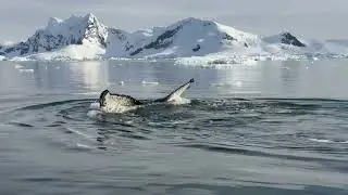 Humpback Whale in Antarctica