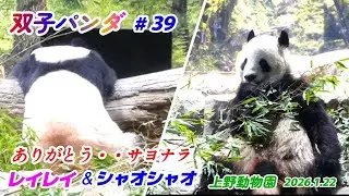 上野動物園 双子パンダ #39 2026.1.22