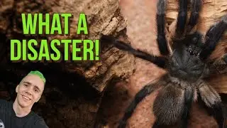 Monocentropus Balfouri UNBOXING! - Mark's Tarantulas