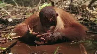 Orangutan Jungle School season 2 