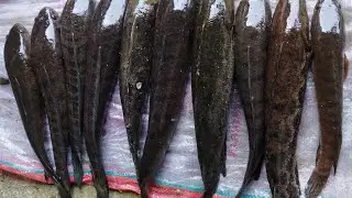 Mancing sendirian di hutan jarang dimasukin orang , demi casting gabus predator‼️ hutan liar😭