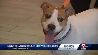 &lsquo;Heartbeat of the brewery&rsquo;: Dogs allowed back into Transport Brewery in Shawnee following change ...